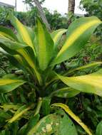 Image of fragrant dracaena