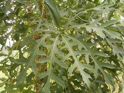 Image of Highveld Cabbage Tree