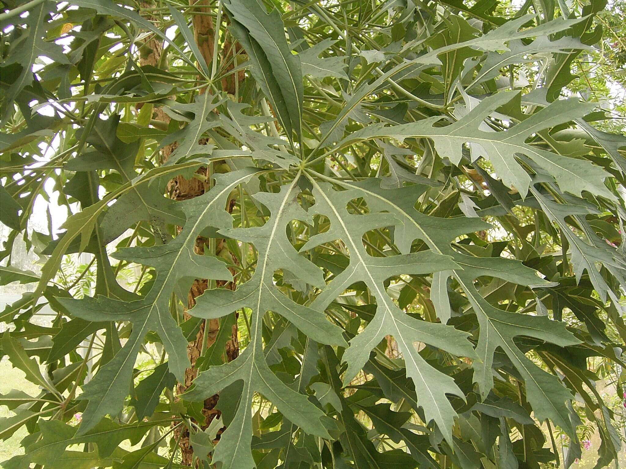 Image of Highveld Cabbage Tree