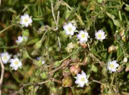 Image of Spergularia tasmanica (Kindb.) L. G. Adams