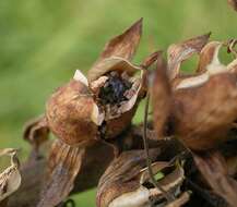 Imagem de Digitalis purpurea L.