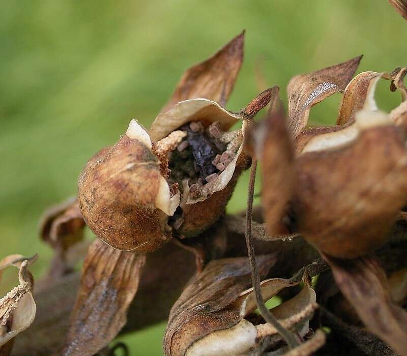 Imagem de Digitalis purpurea L.