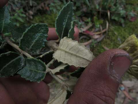 Scrobicaria resmi