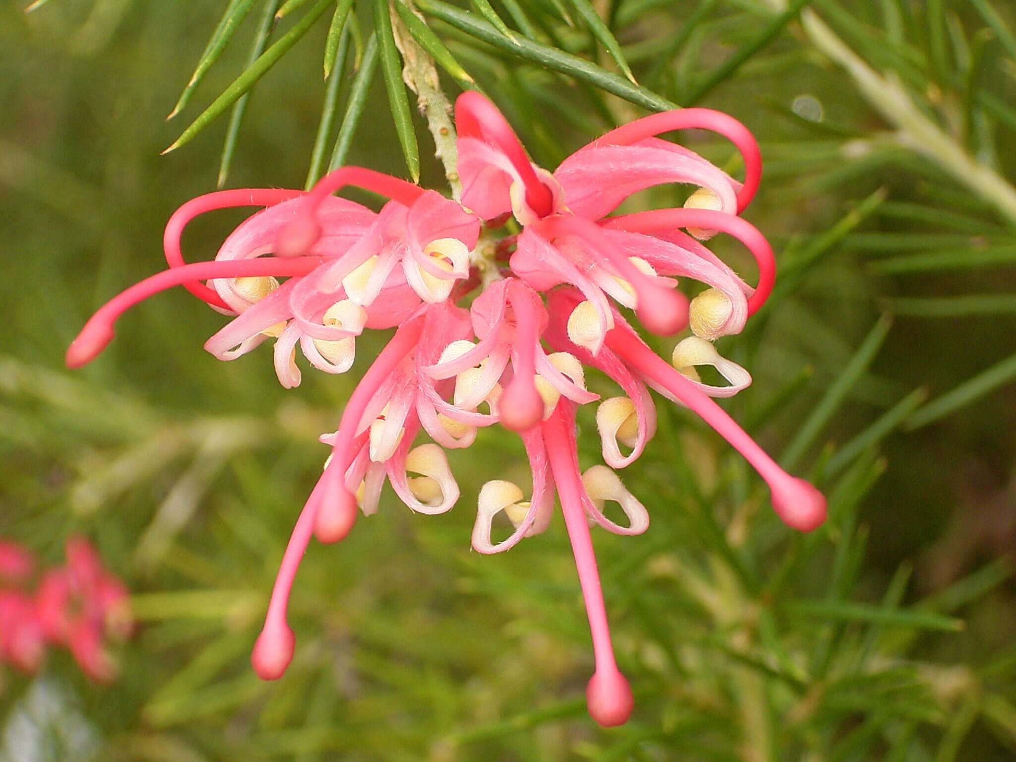 Image of Grevillea rosmarinifolia A. Cunn.