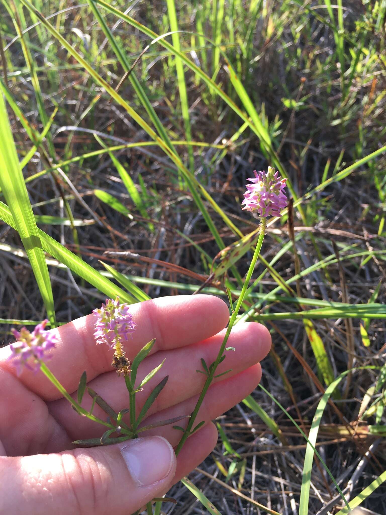 Image of Little-Leaf Milkwort