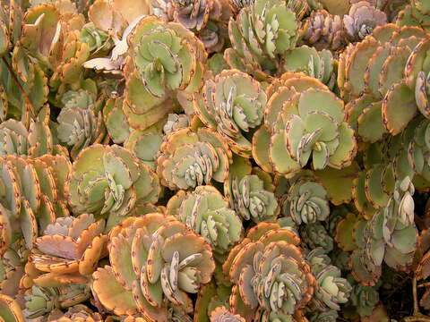 Image of lavender scallops