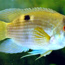 Image of keyhole cichlid