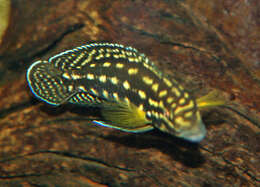 Image of Julidochromis marlieri Poll 1956