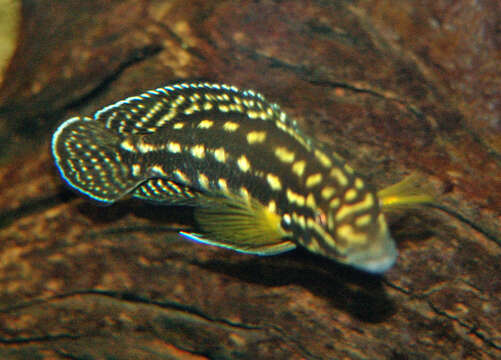 Image of Julidochromis marlieri Poll 1956