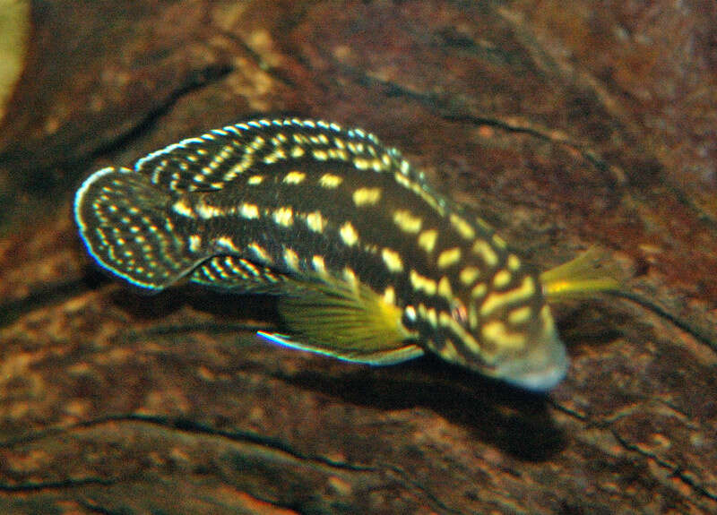 Слика од Julidochromis marlieri Poll 1956