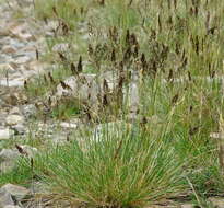 Image of Short-Leaf Hair Grass