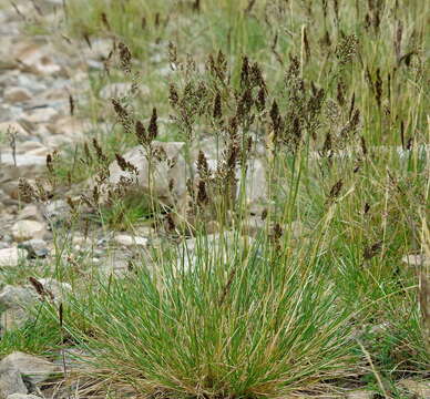 Image of Short-Leaf Hair Grass