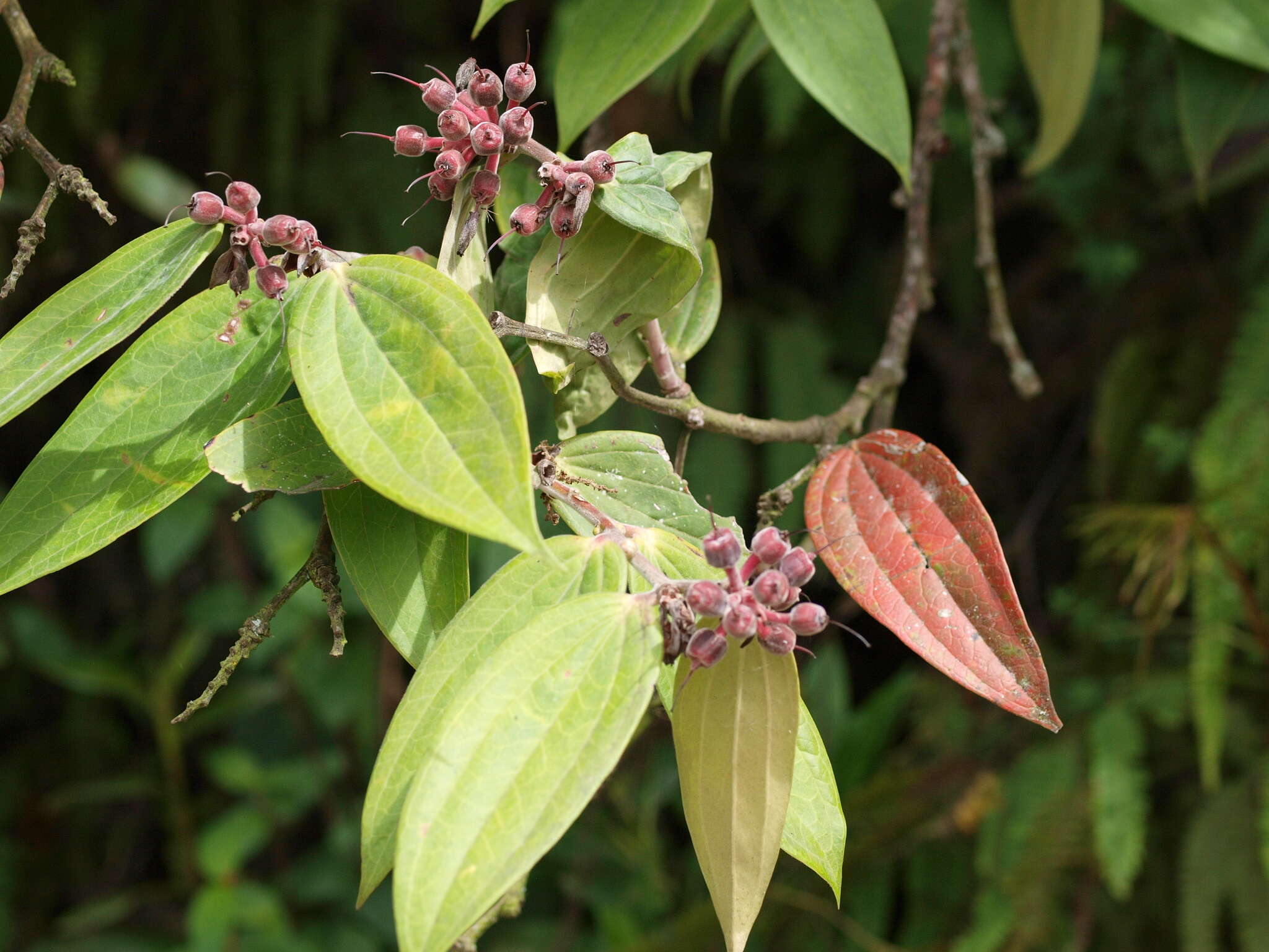 Image of Cavendishia pubescens (Kunth) Hemsl.