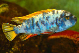 Image of Mbuna Fish