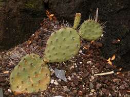 Image of Brownspine Pricklypear