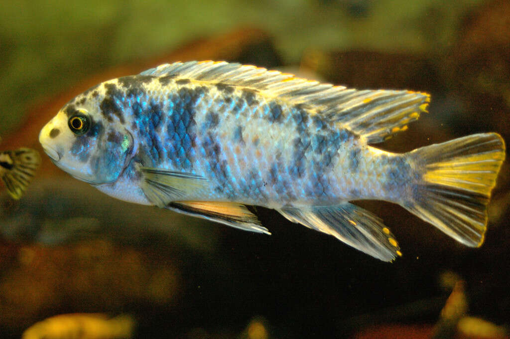 Image of Mbuna Fish