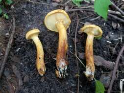 Image of Gymnopilus luteus (Peck) Hesler 1969