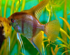 Image of freshwater angelfish