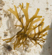 Image of Brown algae