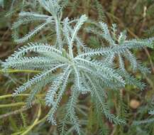 Image of lavender cotton