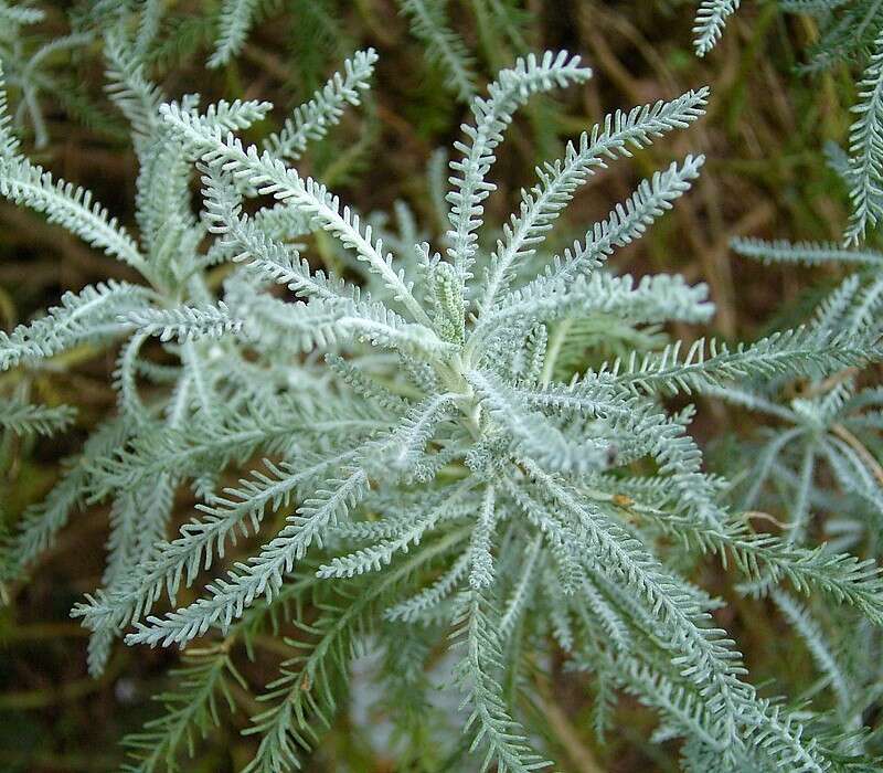 Image of lavender cotton