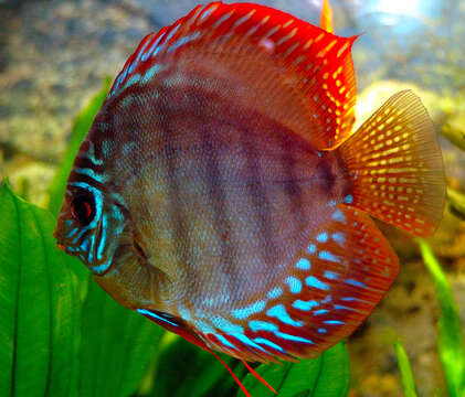 Image of Discus