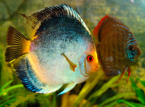 Image of Discus