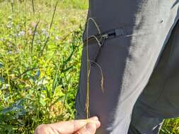 Image of Canadian ricegrass