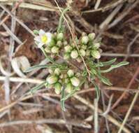 Imagem de Jatropha erythropoda Pax & K. Hoffm.