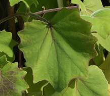 Image of velvet groundsel