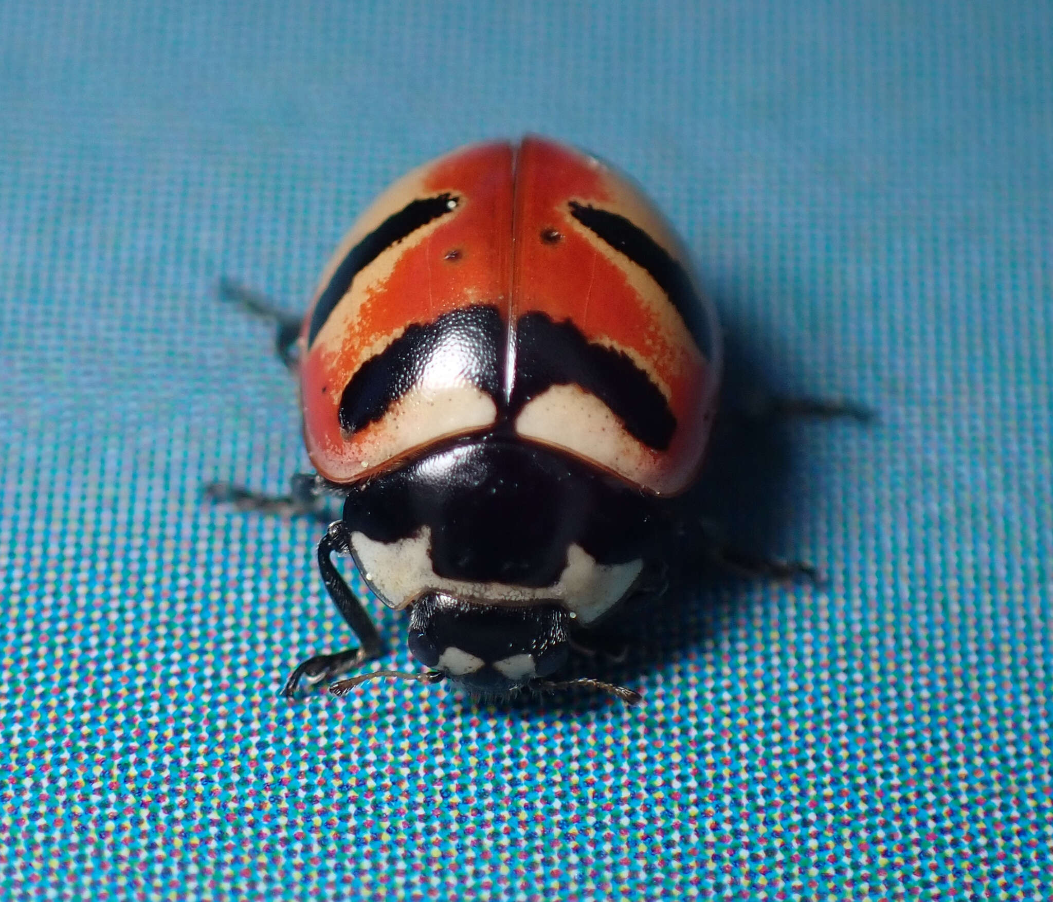 Image of Coccinella trifasciata perplexa Mulsant 1850