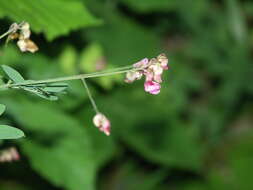 Imagem de Lathyrus niger (L.) Bernh.