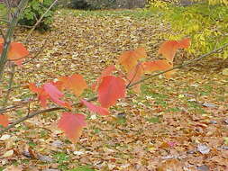 Image of Kyushu Maple