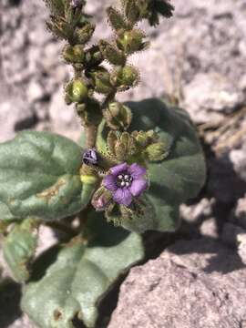 Image of blacktack phacelia