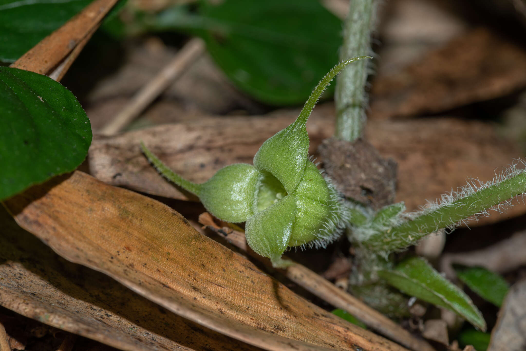 Imagem de Asarum caudigerum Hance