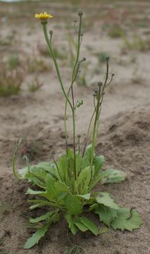 Image of lamb succory