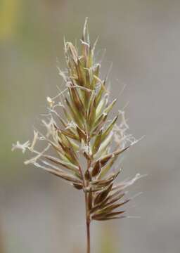 Image of annual vernal-grass