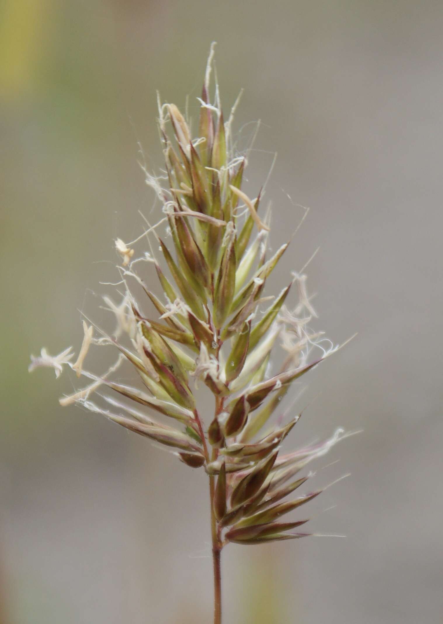 Image of annual vernal-grass