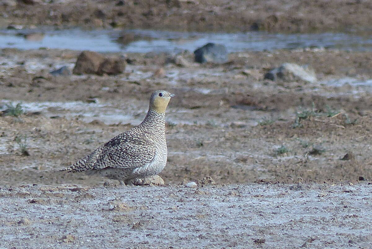 Image of Crowned Sandgrouse