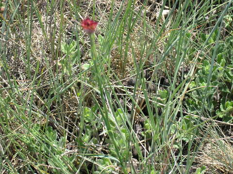 صورة Dianthus capitatus Balb. ex DC.