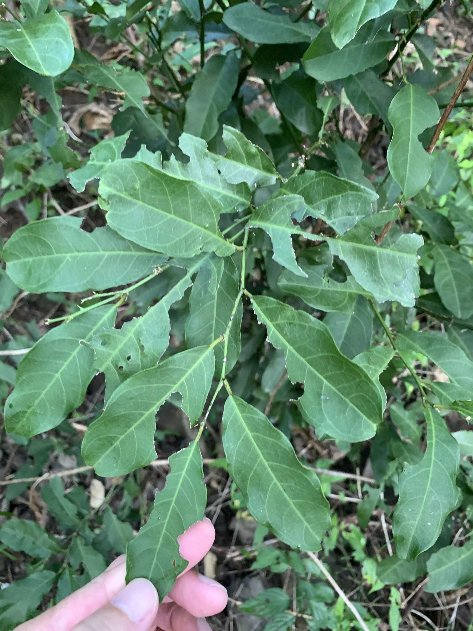 Слика од Capparis micracantha DC.