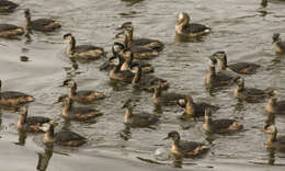 Image of White-tufted Grebe