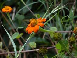 Plancia ëd Tithonia rotundifolia (P. Mill.) Blake