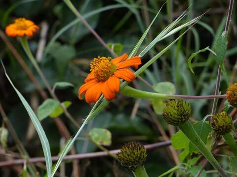 صورة Tithonia rotundifolia (P. Mill.) Blake