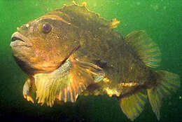 صورة Cyclopterus