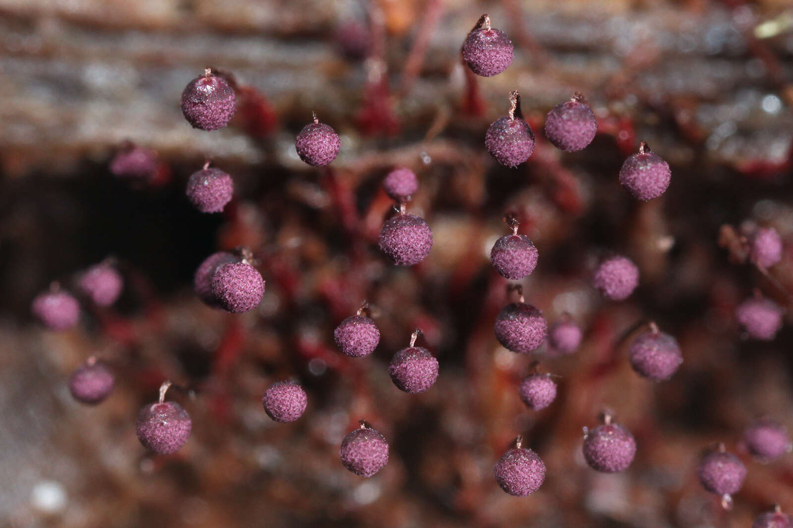 صورة Cribraria purpurea Schrad. 1797