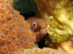 Image of Caribbean Chestnut Moray