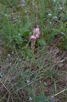 Image of Hedysarum songoricum Bong.