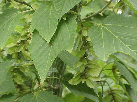 Image of Kyushu Maple