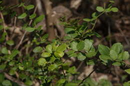 Atalantia buxifolia (Poir.) Oliv. resmi